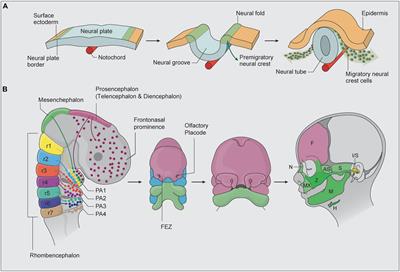 Diabetes, Oxidative Stress, and DNA Damage Modulate Cranial Neural Crest Cell Development and the Phenotype Variability of Craniofacial Disorders